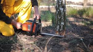 Loyola, CA Tree Removal Services Company